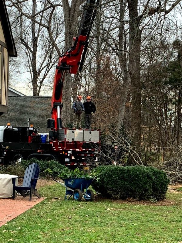 Tree removal
