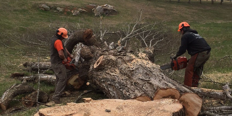 About Miller Tree Service in Winston-Salem, NC