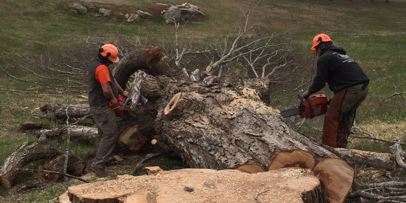 Tree Cutting Service Cost in Advance, North Carolina