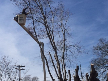 Tree Cutter in Advance, North Carolina