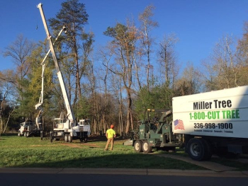 Tree Care in Clemmons, North Carolina
