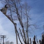Tree Cutter