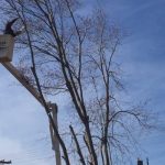 Tree Cutter