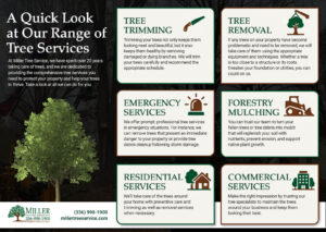 A Quick Look at Our Range of Tree Services